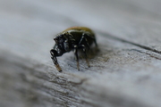 Heliophanus kochii