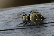 Heliophanus kochii