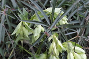 Helleborus foetidus