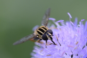 Helophilus pendulus