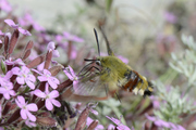 Hemaris fuciformis