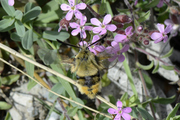 Hemaris tityus
