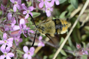Hemaris tityus