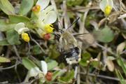 Hemaris tityus