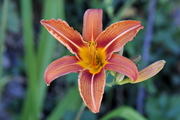 Hemerocallis fulva