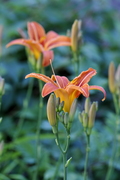Hemerocallis fulva