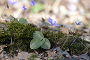 Hepatica nobilis