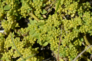Herniaria glabra