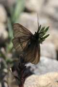 Heterogynis penella