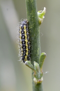 Heterogynis