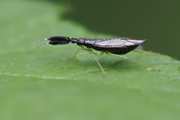Heterotoma planicornis