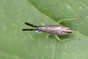 Heterotoma planicornis