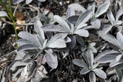 Hieracium pilosella