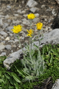 Hieracium villosum