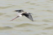 Himantopus himantopus