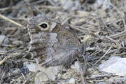 Hipparchia statilinus