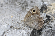 Hipparchia statilinus