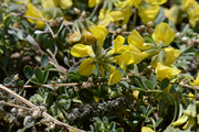 Hippocrepis comosa