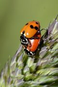 Hippodamia variegata