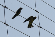 Hirundo rustica