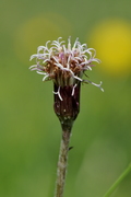 Homogyne alpina