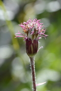 Homogyne alpina