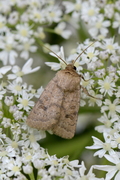 Hoplodrina