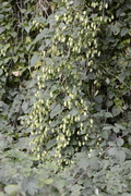 Humulus lupulus