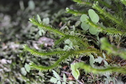 Huperzia selago