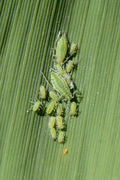 Hyalopterus