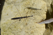 Hydrometra stagnorum