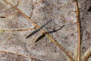 Hydrometra stagnorum