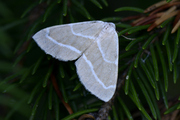 Hylaea fasciaria
