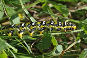 Hyles euphorbiae