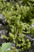 Hylocomiadelphus triquetrus