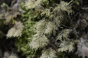 Hylocomium splendens