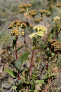 Hylotelephium maximum