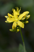 Hypericum montanum