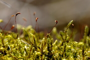 Hypnum cupressiforme