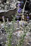 Hyssopus officinalis