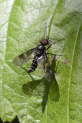 Ibisia marginata