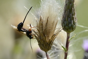 Ichneumonidae