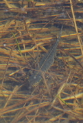 Ichthyosaura alpestris