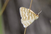 Idaea sericeata