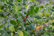 Ilex aquifolium