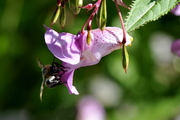 Impatiens glandulifera