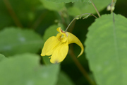 Impatiens noli-tangere