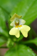 Impatiens parviflora