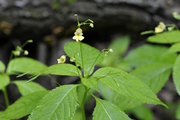 Impatiens parviflora