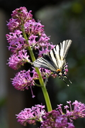 Iphiclides podalirius